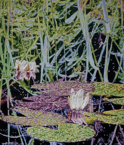 Nymphaea alba