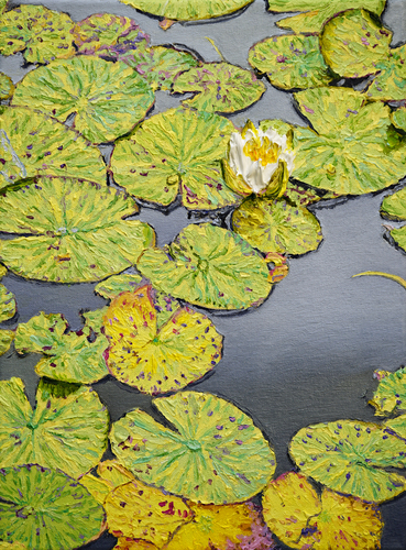 Nymphaea alba II