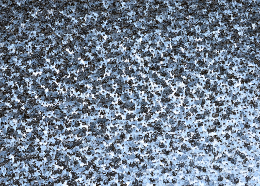 Katharina Gierlach: ohne Titel (5)