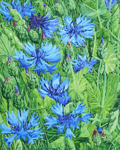 Katharina Gierlach: Kornblumen