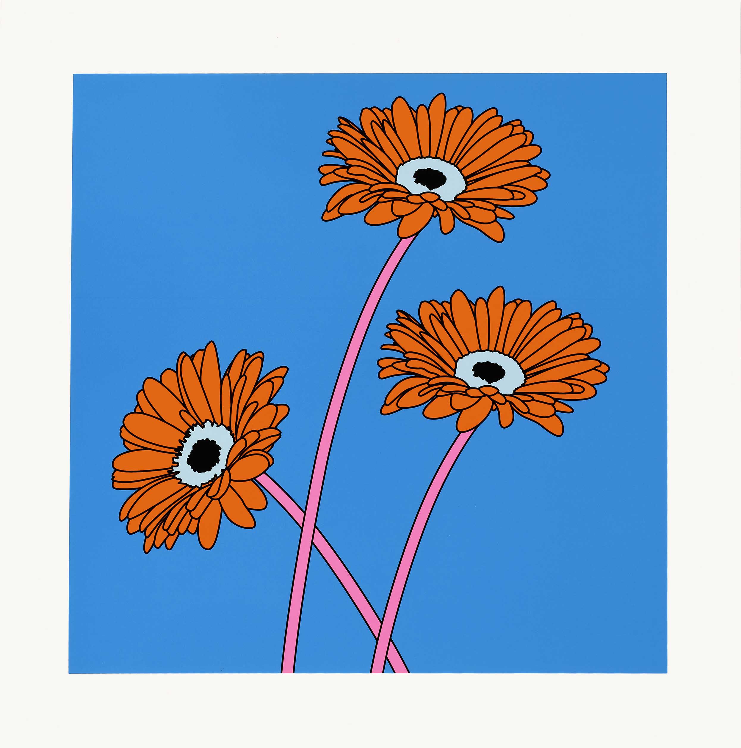 Domesticated Flower (Gerberas)