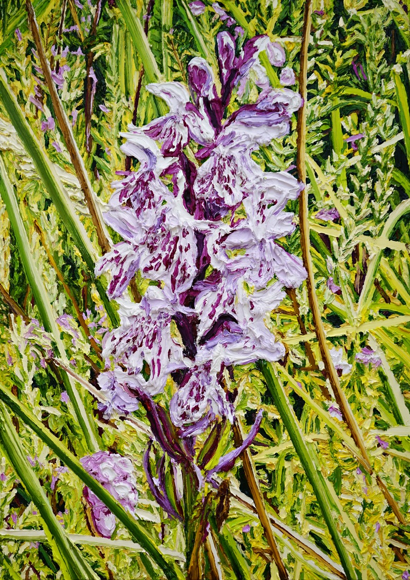 Katharina Gierlach: Dactylorhiza maculata