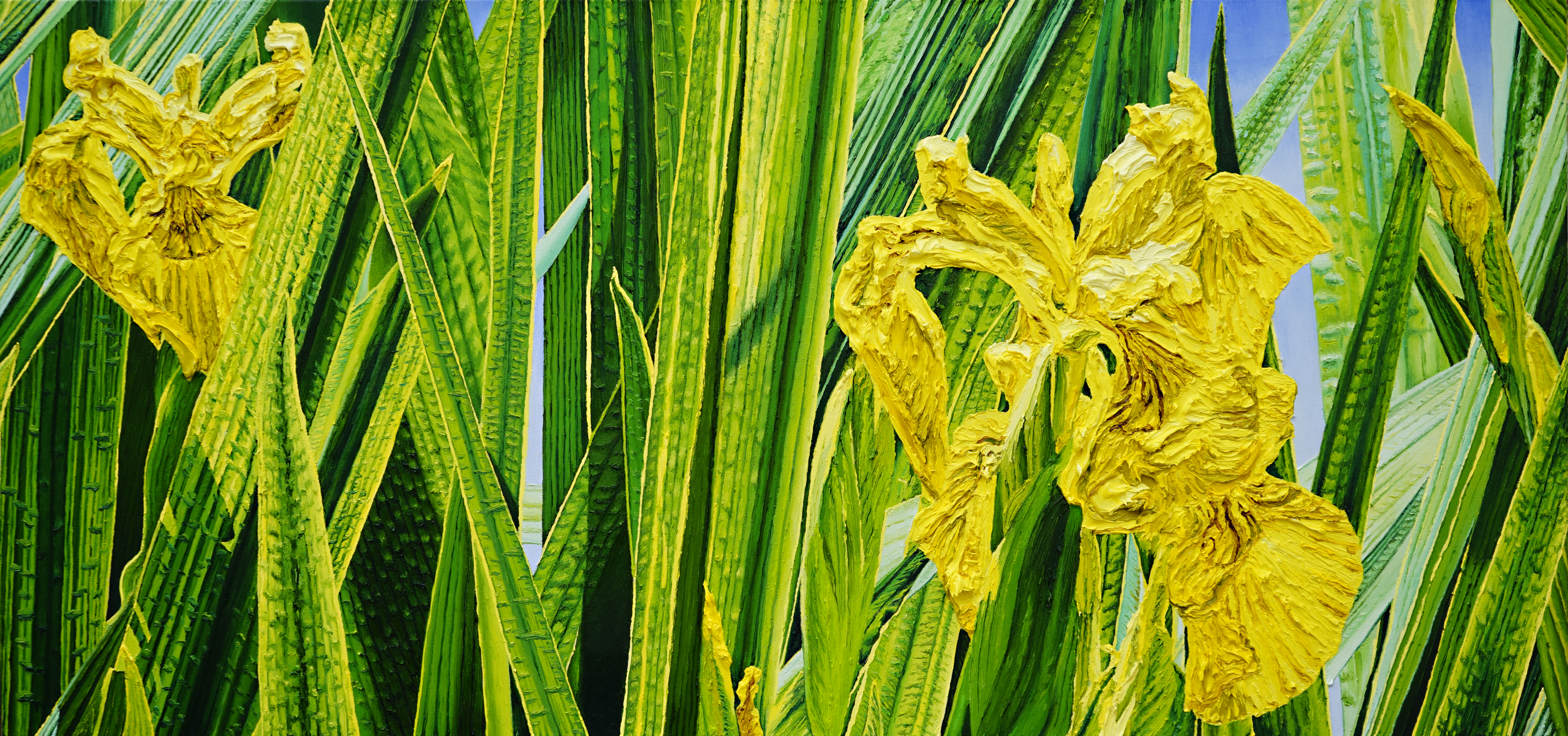 Katharina Gierlach: Sumpfschwertlilien Iris pseudacorus