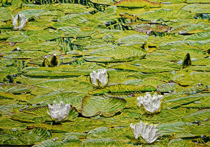 Nymphaea alba