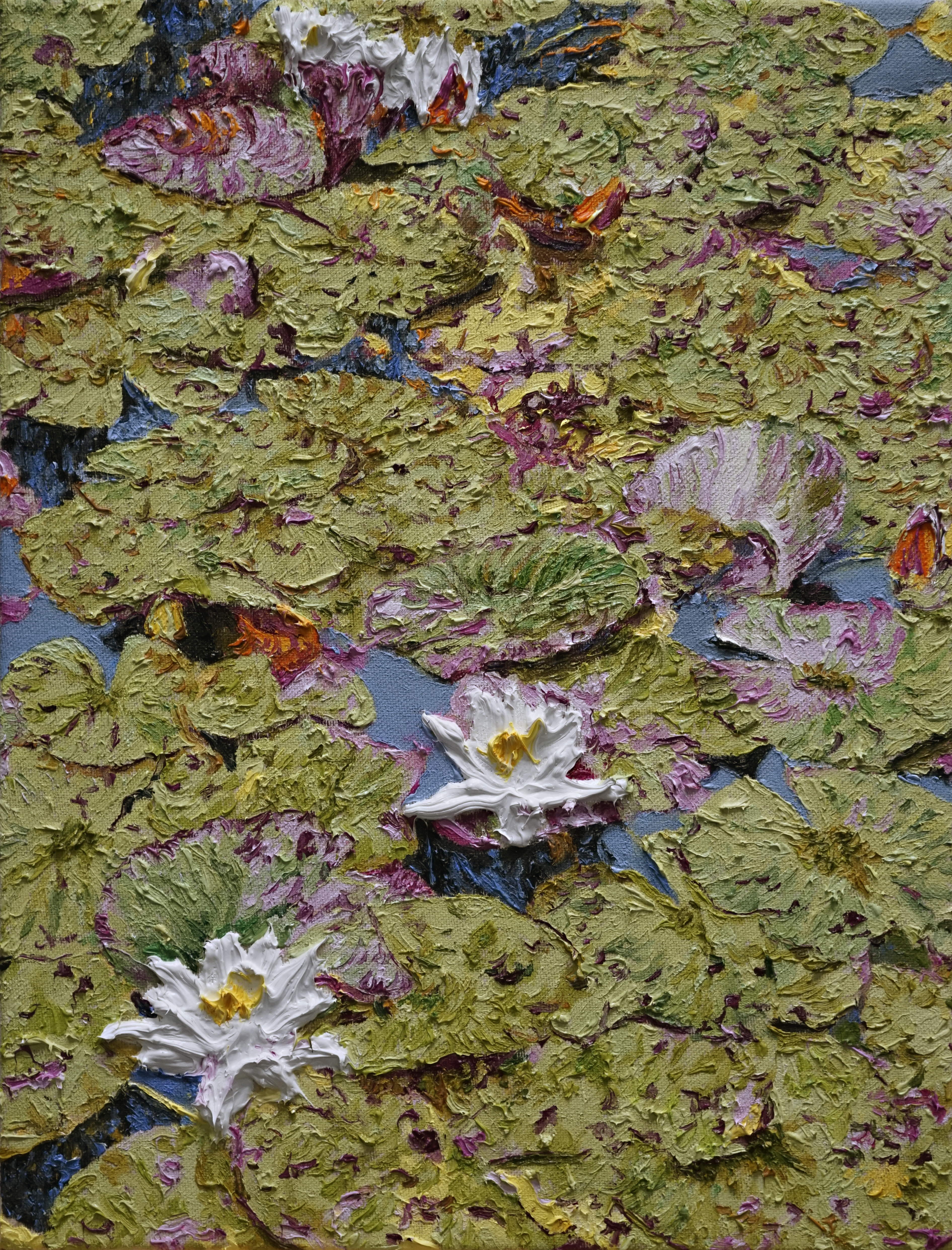 Nymphaea alba