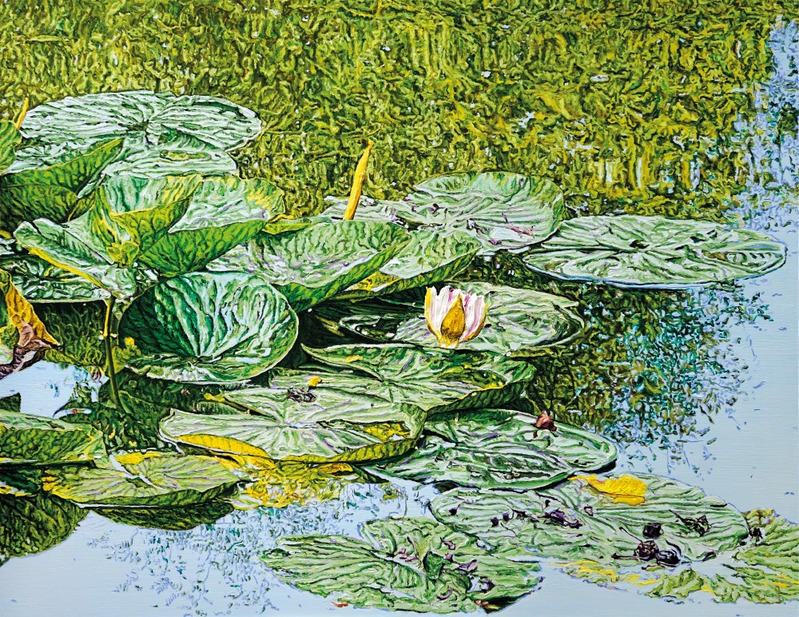 Katharina Gierlach: Nymphaea alba