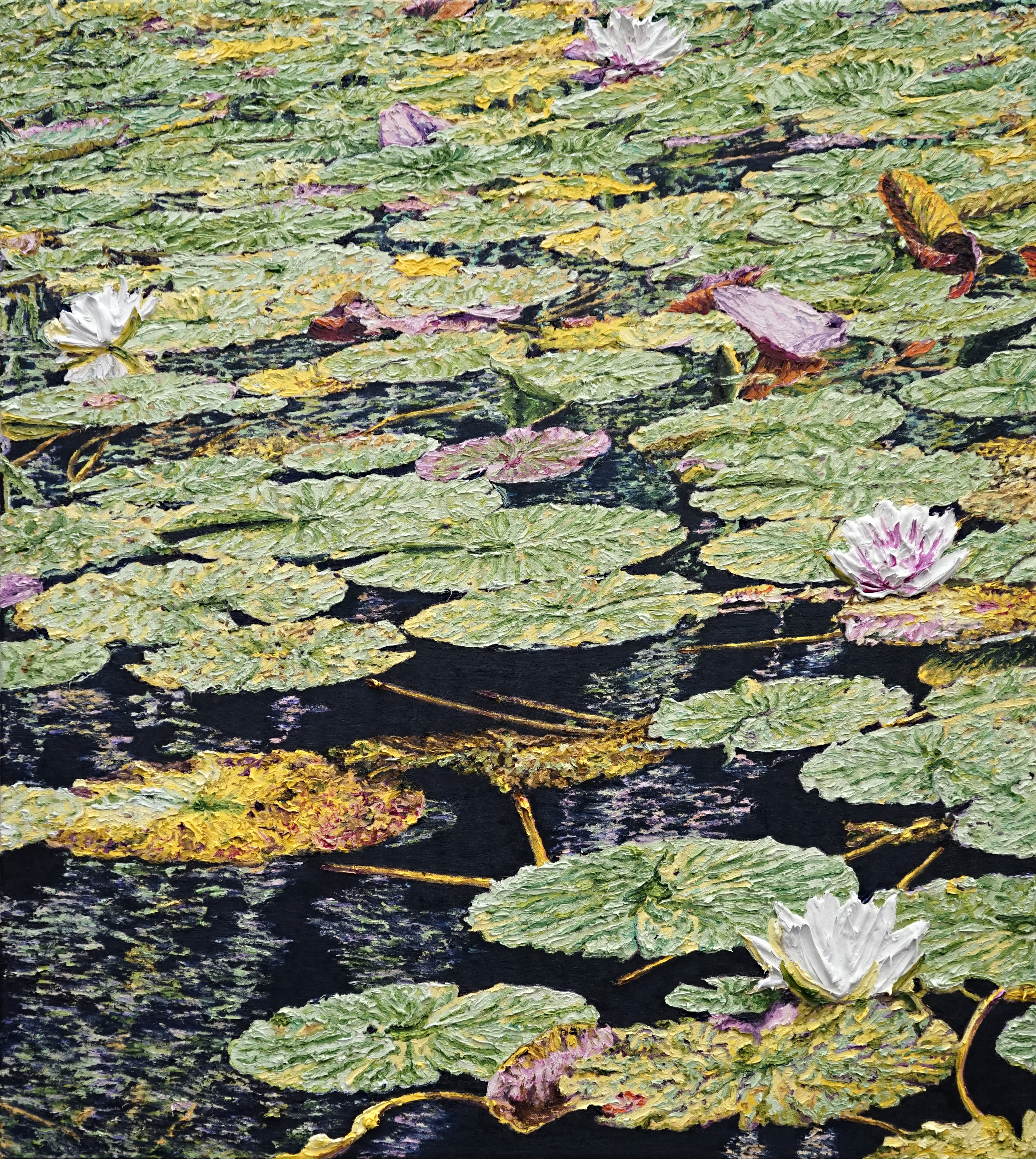 Nymphaea