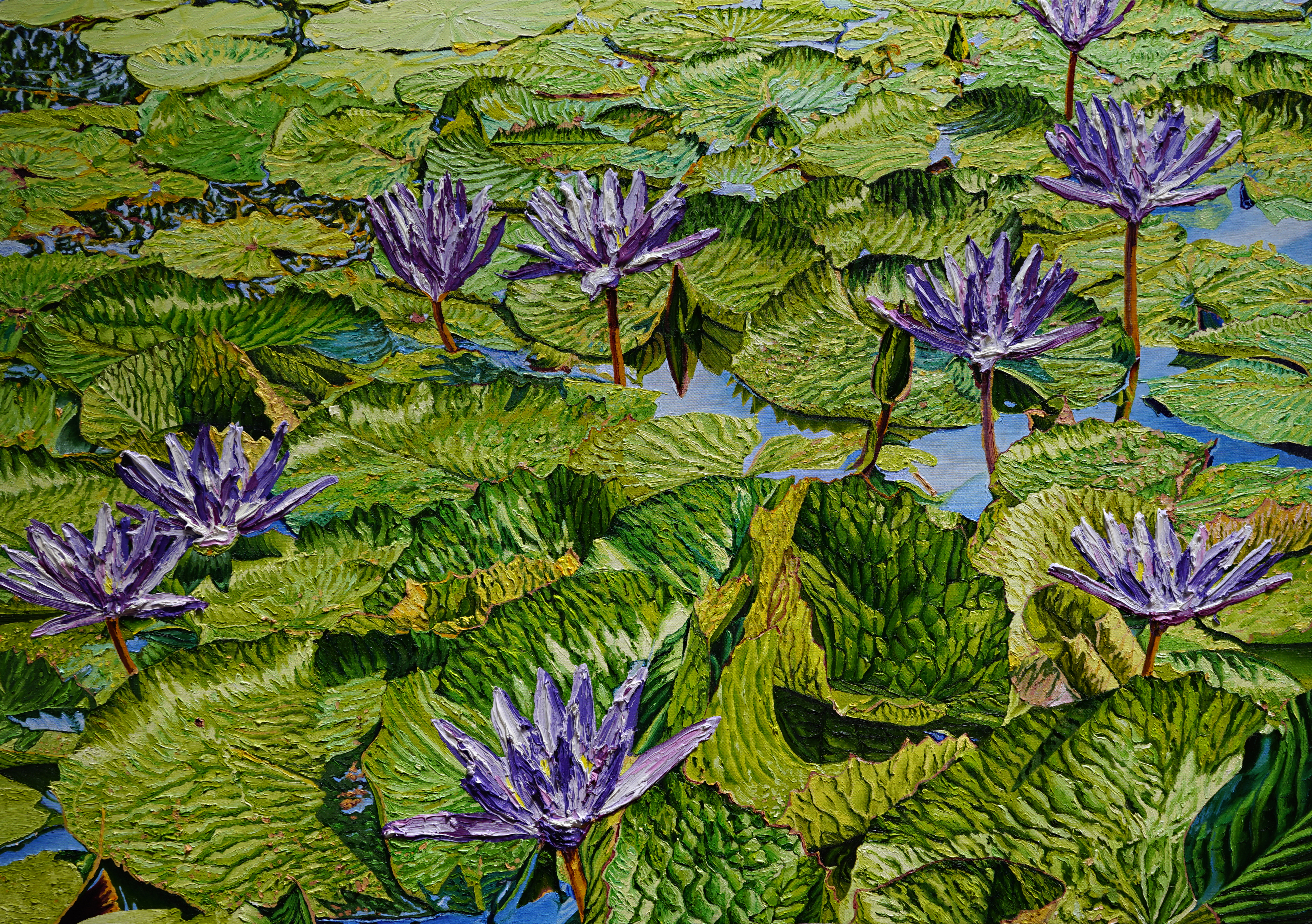 Nymphaea cerulea