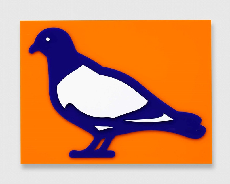 Pigeon