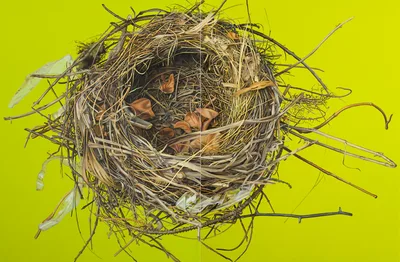 Doppelklick öffnet Großansicht Günter Beier: Vogelnest 8 - zweiteilig