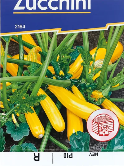 Zucchini