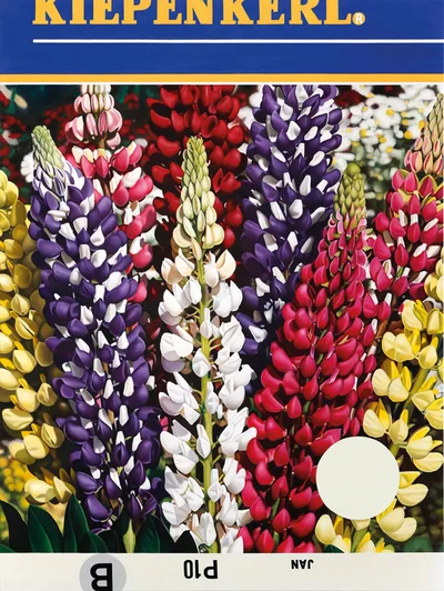 Lupinen