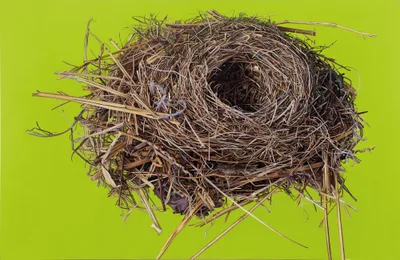 Vogelnest 22