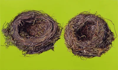 2 Vogelnester