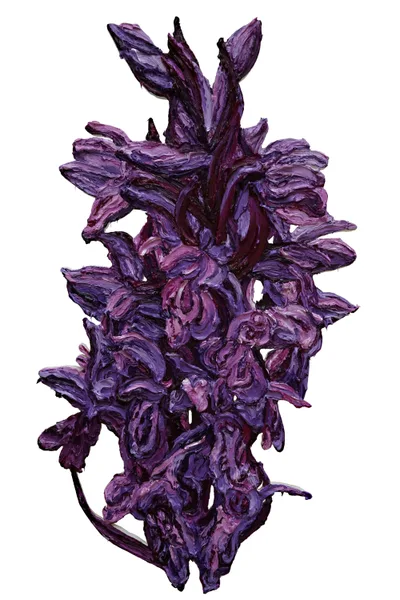 Katharina Gierlach: Breitblättriges Knabenkraut (Dactylorhiza majalis)