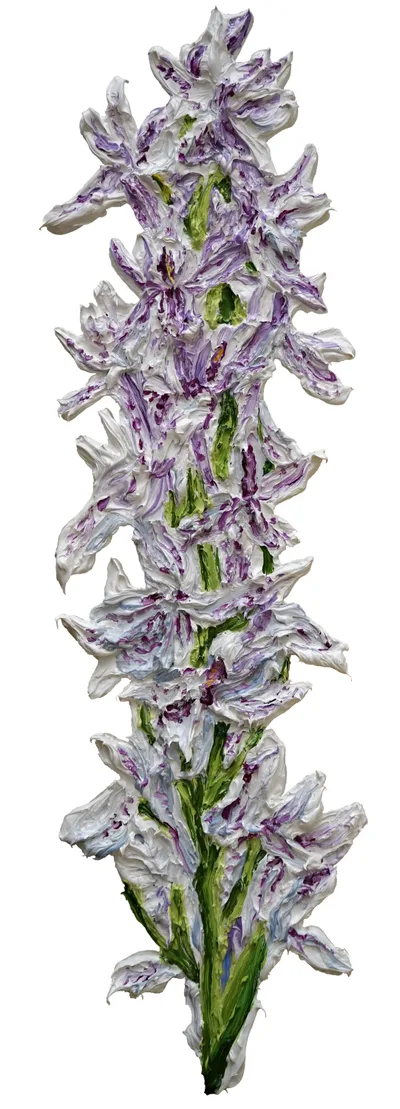 Katharina Gierlach: Geflecktes Knabenkraut (Dactylorhiza maculata)