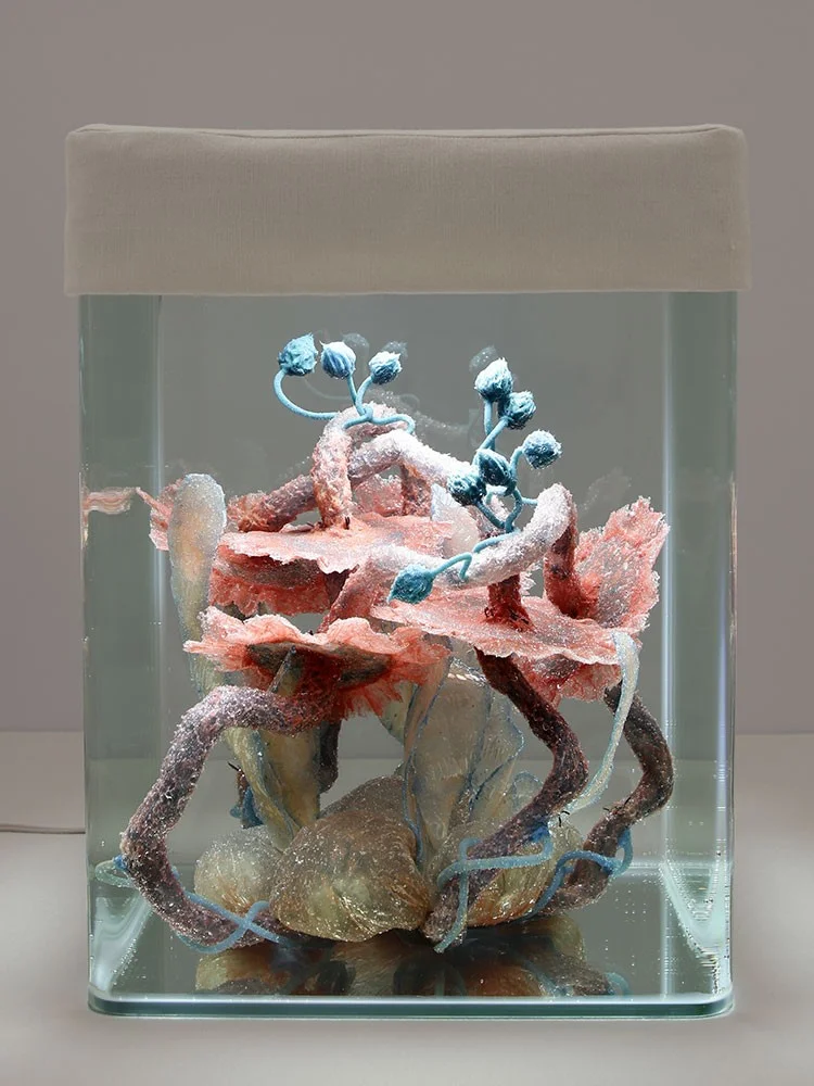 Healing processes. Holobiont ID_025