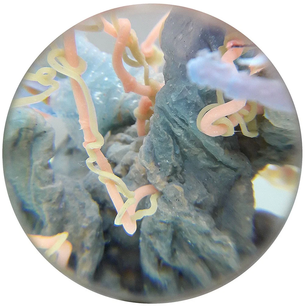 Healing processes. Monitoring the symbiosis, ID_027 / 0814