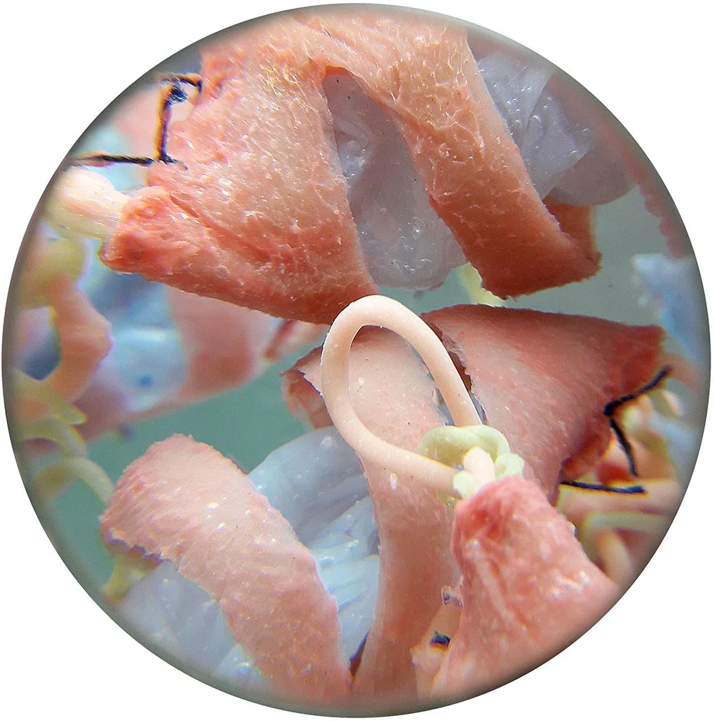 Healing processes. Monitoring the symbiosis, ID_027 / 1041