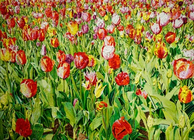 Katharina Gierlach: Flower Power