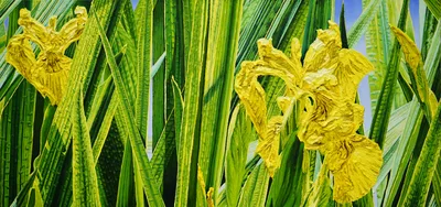 Katharina Gierlach: Sumpfschwertlilien Iris pseudacorus