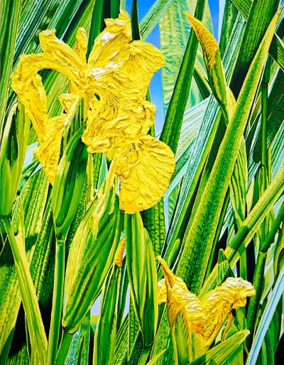 Doppelklick öffnet Großansicht Sumpfschwertlilie Iris pseudacorus