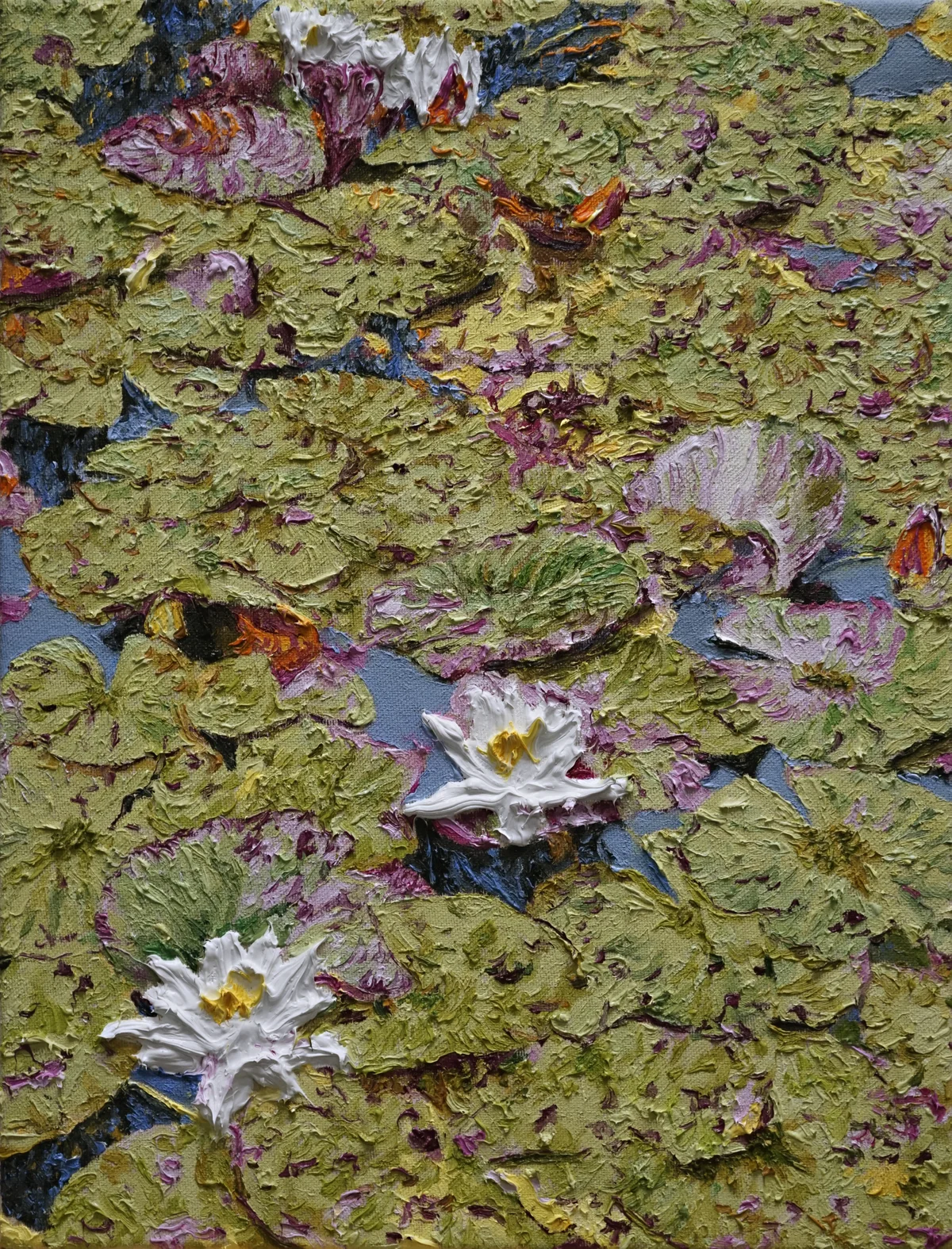 Nymphaea alba