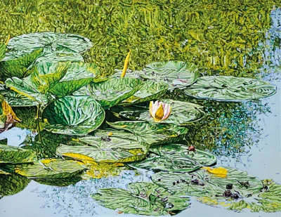 Katharina Gierlach: Nymphaea alba