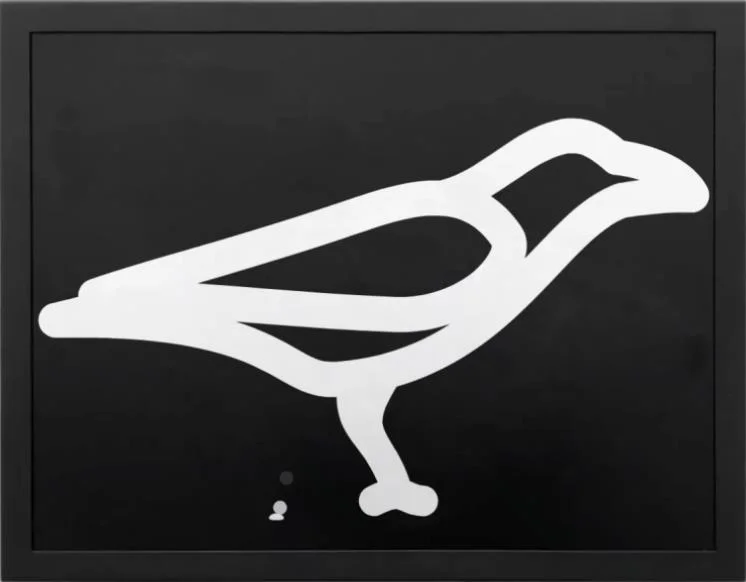 Crow excreting
