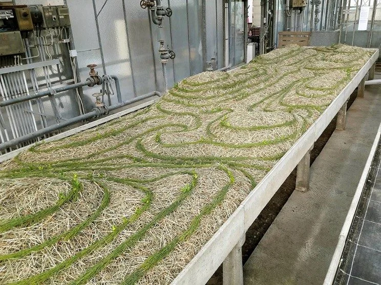 malatsion: GartenUtopien im Frankfurter Palmengarten